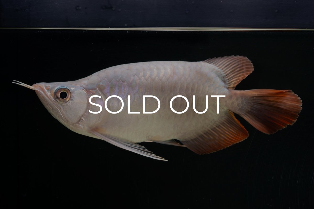 画像2: スーパーレッド ショート個体 NO.61(#4) (2)