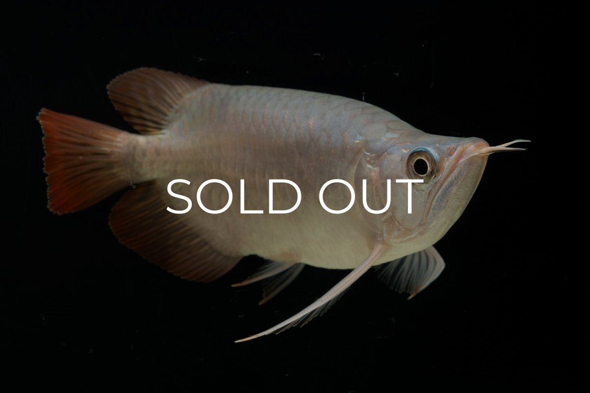 画像14: スーパーレッド ショート個体 NO.61(#4) (14)