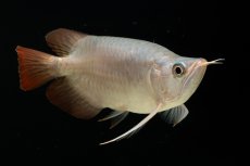 画像14: スーパーレッド ショート個体 NO.61(#4) (14)