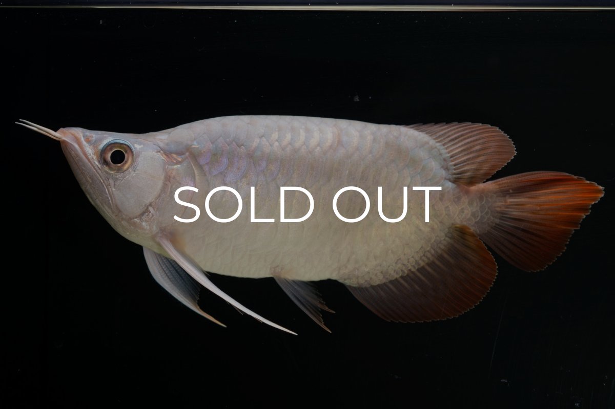 画像4: スーパーレッド ショート個体 NO.61(#4) (4)