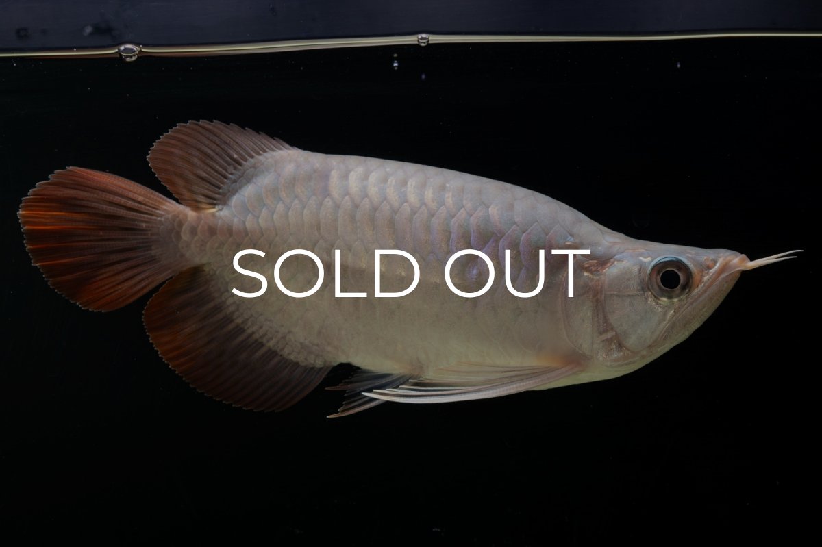 画像13: スーパーレッド ショート個体 NO.61(#4) (13)