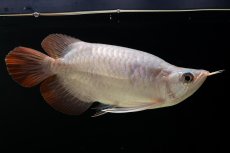 画像13: スーパーレッド ショート個体 NO.61(#4) (13)