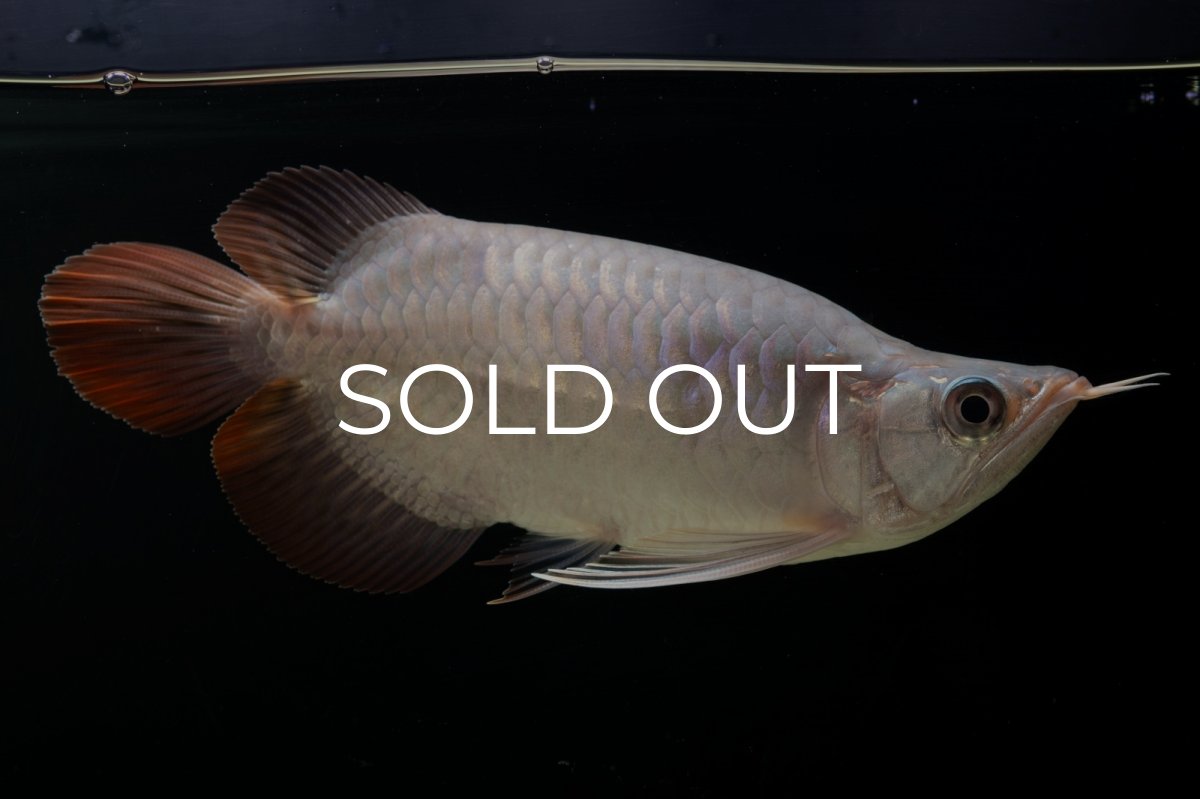 画像12: スーパーレッド ショート個体 NO.61(#4) (12)