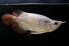 画像12: スーパーレッド ショート個体 NO.61(#4) (12)