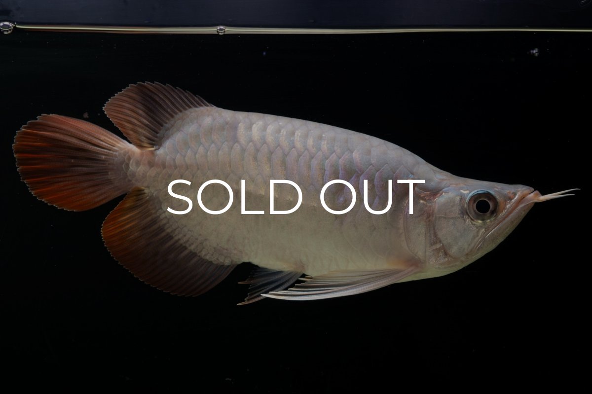 画像11: スーパーレッド ショート個体 NO.61(#4) (11)