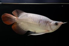 画像11: スーパーレッド ショート個体 NO.61(#4) (11)