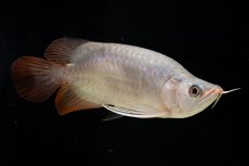 画像10: スーパーレッド ショート個体 NO.61(#4) (10)