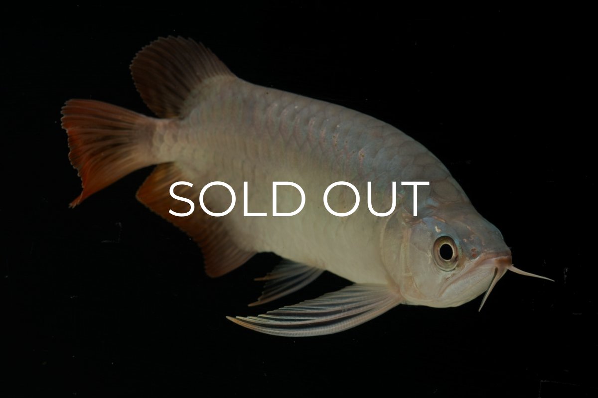 画像9: スーパーレッド ショート個体 NO.61(#4) (9)