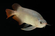 画像9: スーパーレッド ショート個体 NO.61(#4) (9)