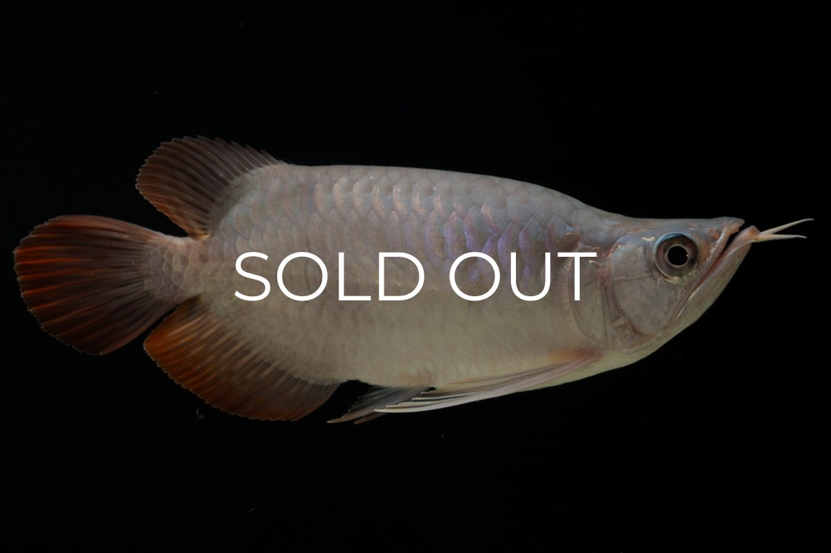 画像1: スーパーレッド ショート個体 NO.61(#4) (1)