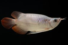 画像1: スーパーレッド ショート個体 NO.61(#4) (1)