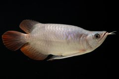 スーパーレッド ショート個体 NO.61(#4)