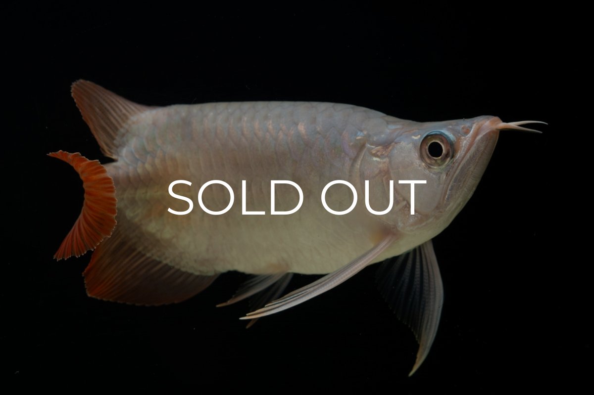 画像8: スーパーレッド ショート個体 NO.61(#4) (8)