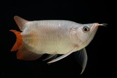 画像8: スーパーレッド ショート個体 NO.61(#4) (8)