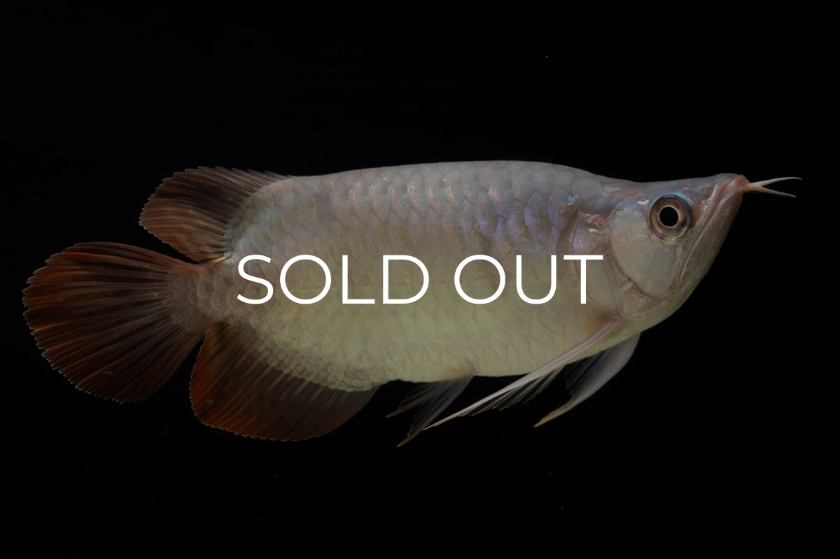 画像7: スーパーレッド ショート個体 NO.61(#4) (7)