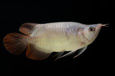 画像7: スーパーレッド ショート個体 NO.61(#4) (7)