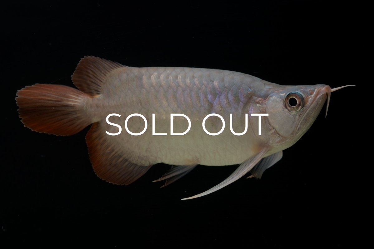 画像5: スーパーレッド ショート個体 NO.61(#4) (5)