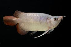 画像5: スーパーレッド ショート個体 NO.61(#4) (5)