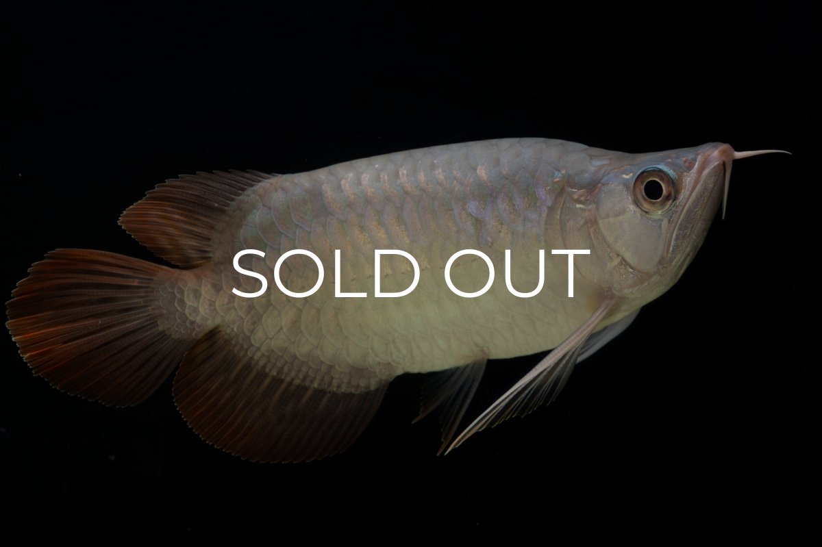 画像3: スーパーレッド ショート個体 NO.61(#4) (3)