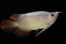 画像3: スーパーレッド ショート個体 NO.61(#4) (3)