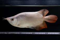 画像10: スーパーレッド ショート個体 NO.63(#9) (10)