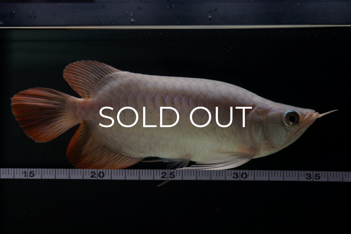 画像11: スーパーレッド ショート個体 NO.63(#9) (11)