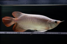 画像11: スーパーレッド ショート個体 NO.63(#9) (11)