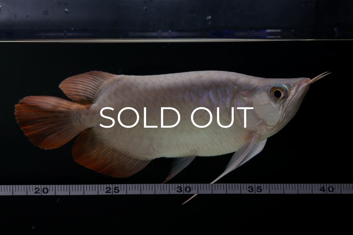 画像9: スーパーレッド ショート個体 NO.63(#9) (9)