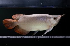 画像9: スーパーレッド ショート個体 NO.63(#9) (9)