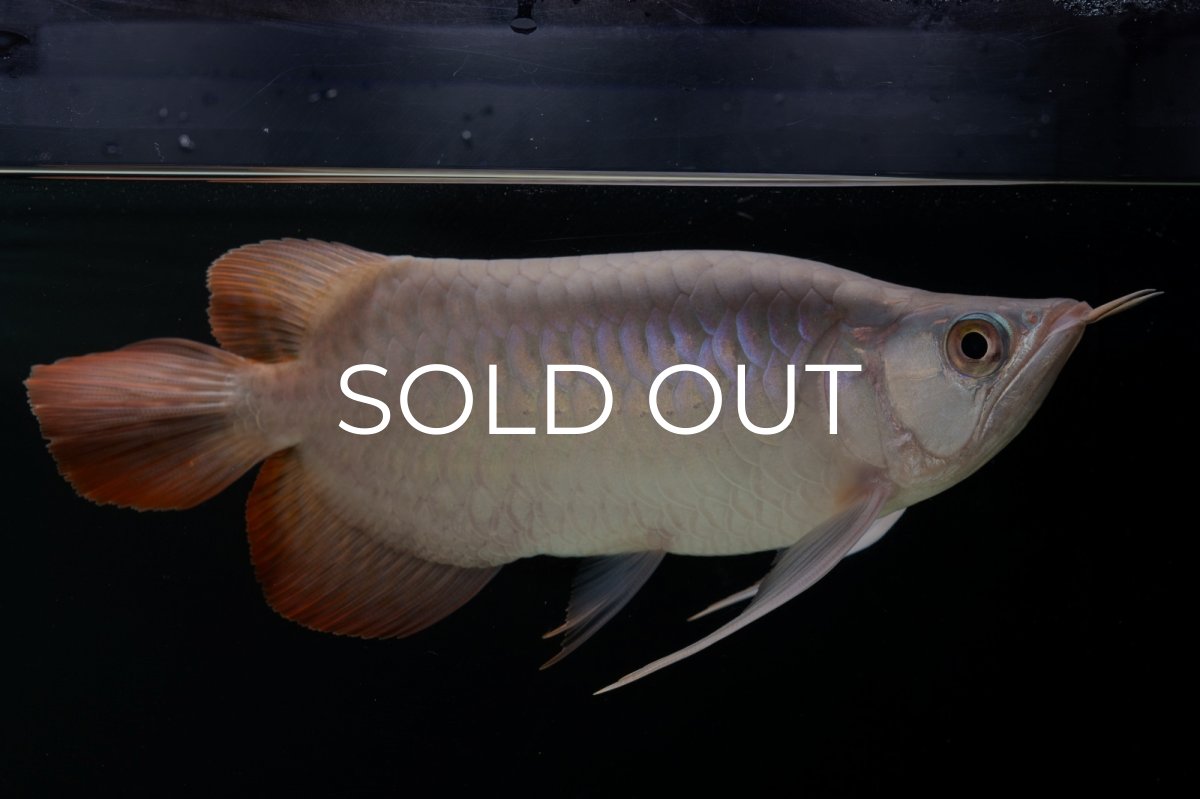 画像5: スーパーレッド ショート個体 NO.63(#9) (5)