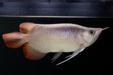 画像5: スーパーレッド ショート個体 NO.63(#9) (5)