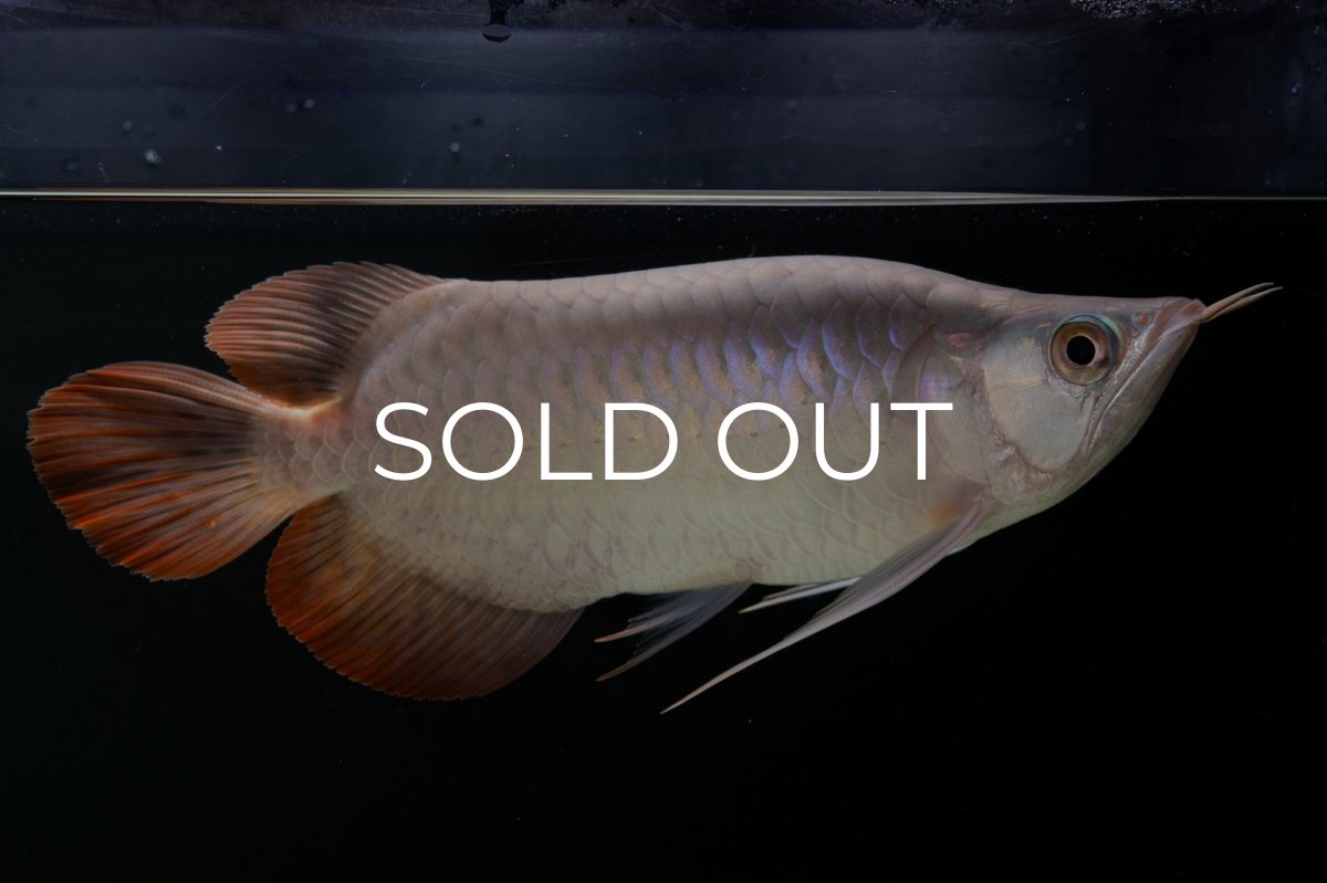 画像3: スーパーレッド ショート個体 NO.63(#9) (3)