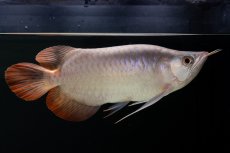 画像3: スーパーレッド ショート個体 NO.63(#9) (3)