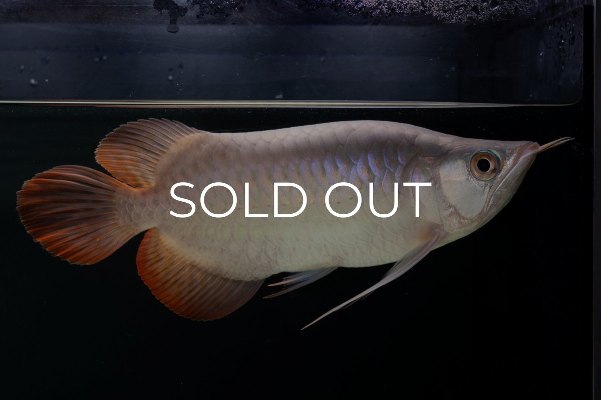 画像1: スーパーレッド ショート個体 NO.63(#9) (1)