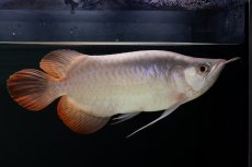 画像1: スーパーレッド ショート個体 NO.63(#9) (1)