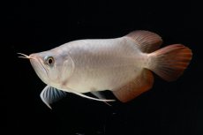 画像8: スーパーレッド ショート個体 NO.63(#9) (8)