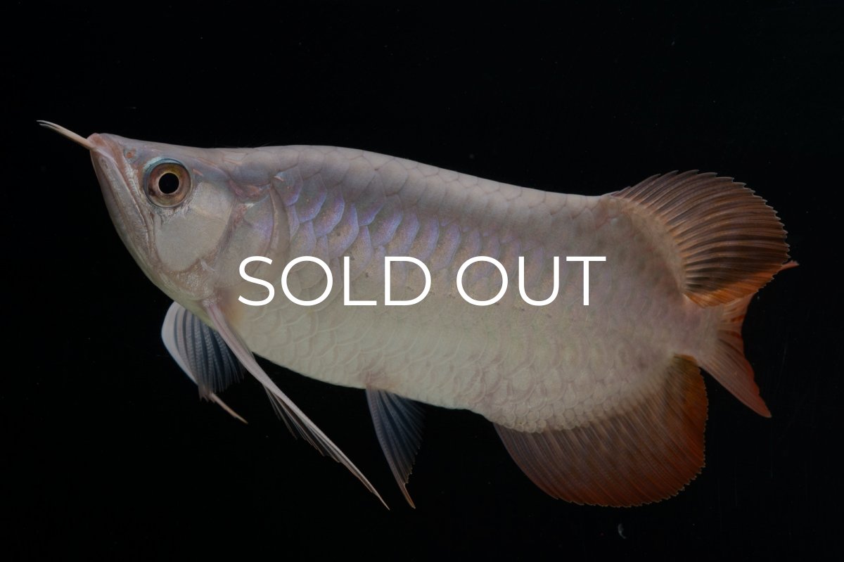 画像7: スーパーレッド ショート個体 NO.63(#9) (7)