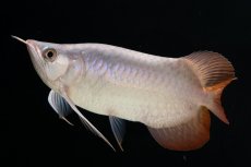 画像7: スーパーレッド ショート個体 NO.63(#9) (7)