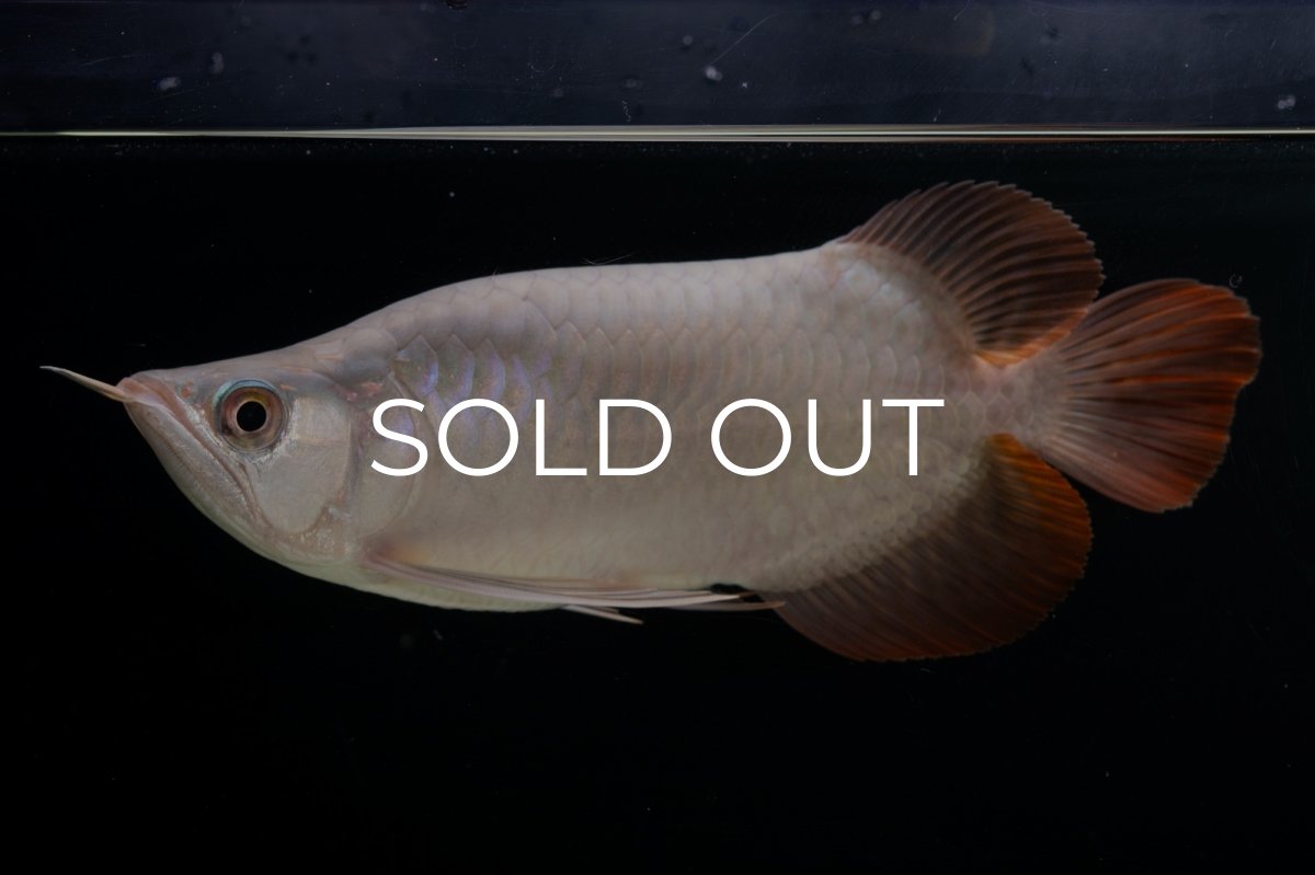 画像2: スーパーレッド ショート個体 NO.63(#9) (2)