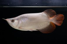 画像2: スーパーレッド ショート個体 NO.63(#9) (2)