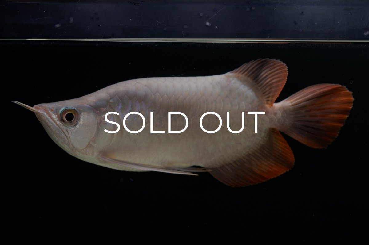 画像6: スーパーレッド ショート個体 NO.63(#9) (6)