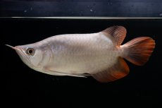 画像6: スーパーレッド ショート個体 NO.63(#9) (6)