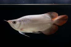 画像4: スーパーレッド ショート個体 NO.63(#9) (4)