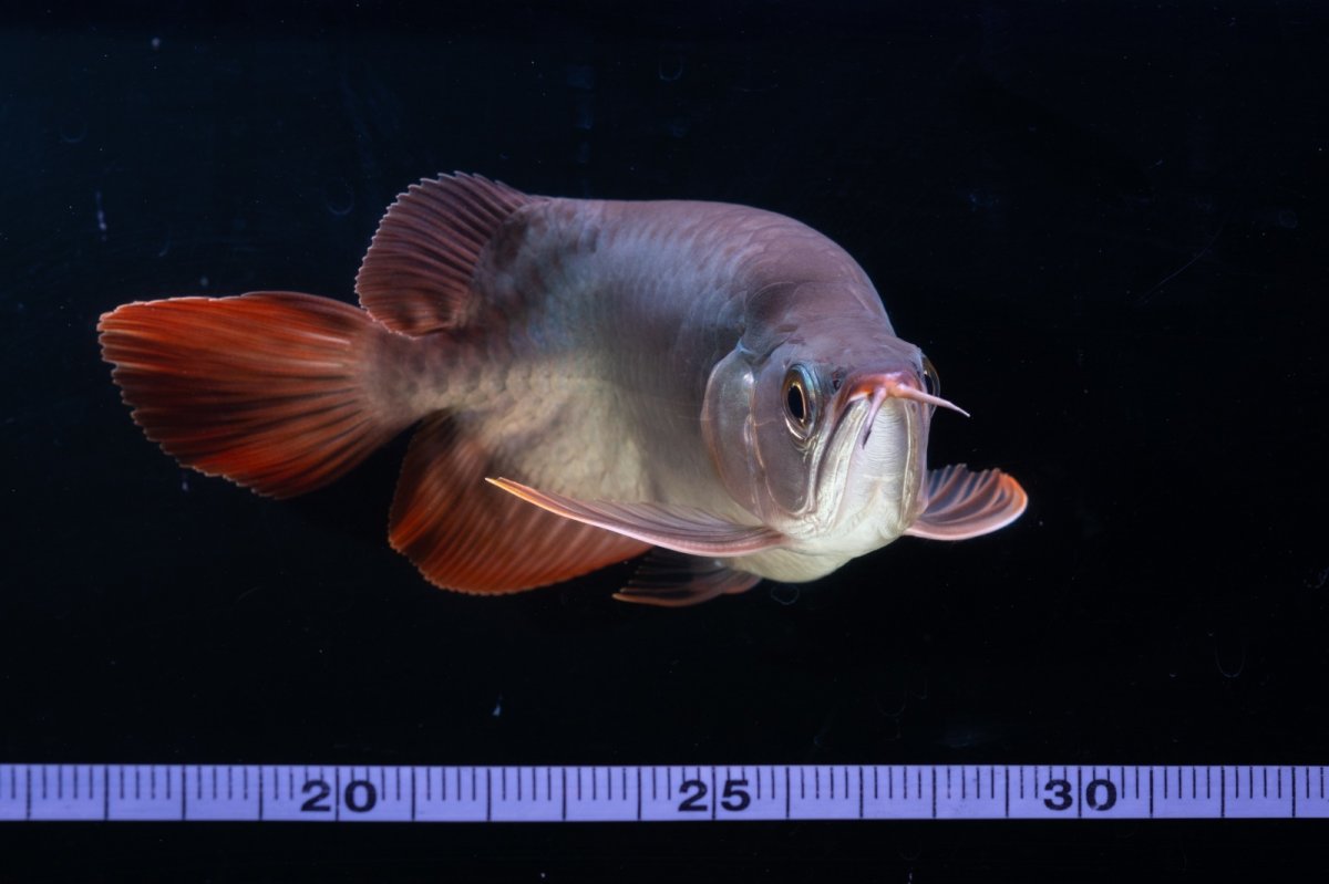 画像13: スーパーレッド ショート個体 NO.64(#10) (13)