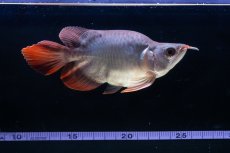 画像11: スーパーレッド ショート個体 NO.64(#10) (11)