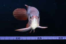 画像14: スーパーレッド ショート個体 NO.64(#10) (14)