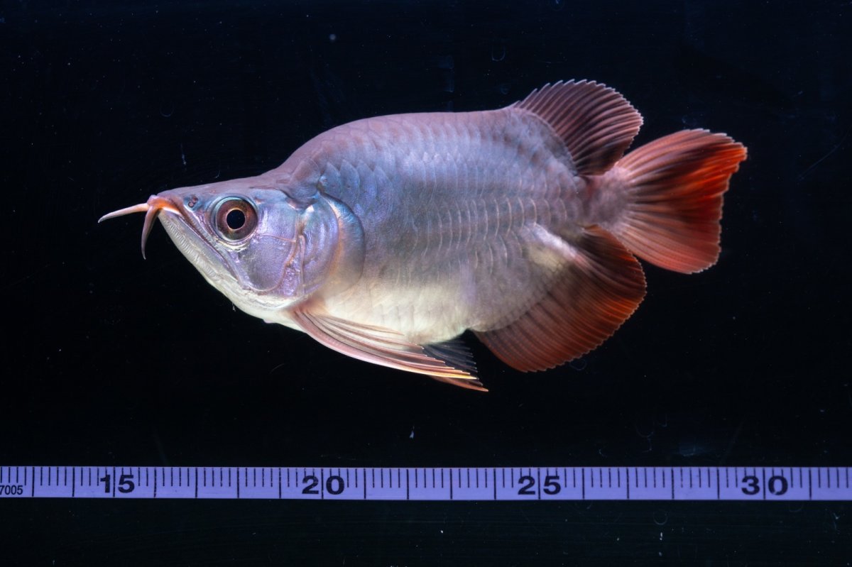 画像10: スーパーレッド ショート個体 NO.64(#10) (10)