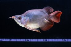 画像10: スーパーレッド ショート個体 NO.64(#10) (10)