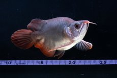 画像12: スーパーレッド ショート個体 NO.64(#10) (12)