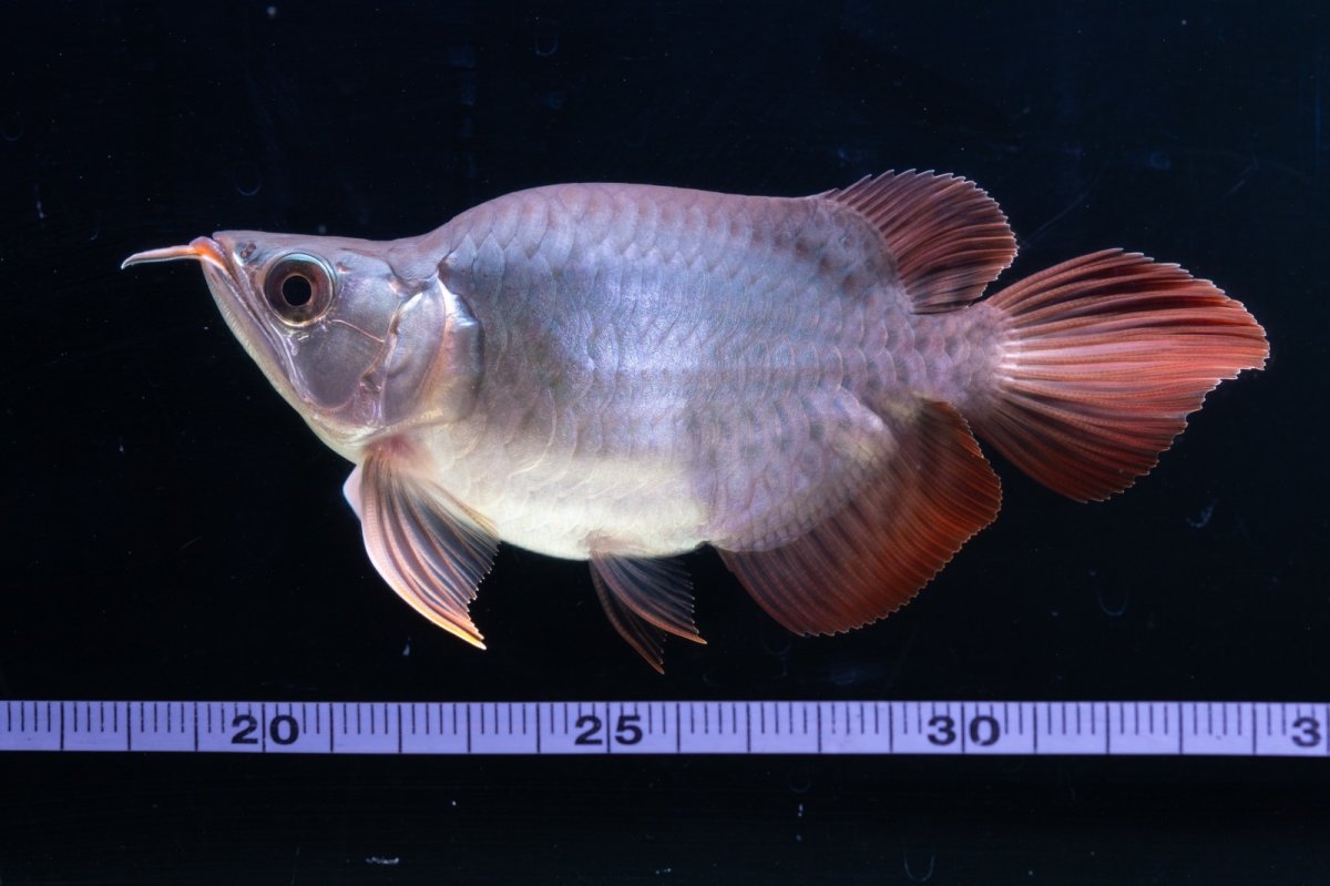 画像4: スーパーレッド ショート個体 NO.64(#10) (4)